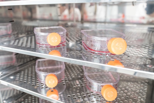 細胞培養加工受託サービス